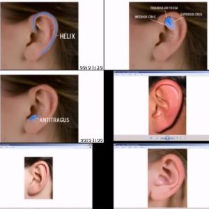 Sculpting Human Ears in Mudbox