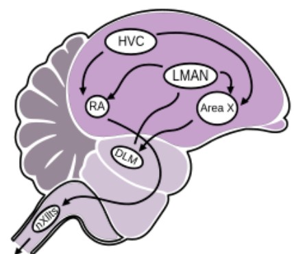 نگاهی به منطقه مغزی پرندگان (اچویسی)
